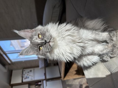 Polydactyly maine coon