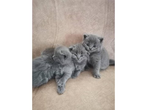 British shorthair çocuklarımı sahiplendiriyorum