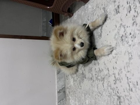 Pomeranian 4 aylık