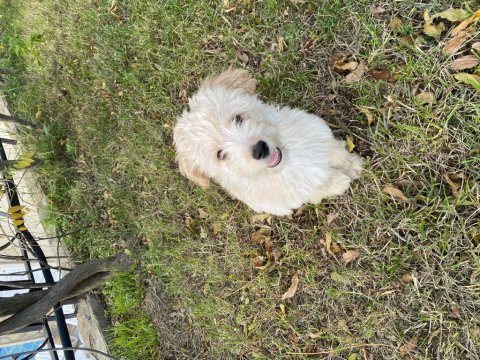 4 aylık maltıpoo
