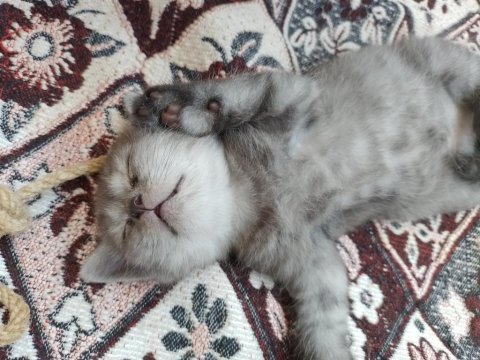 Yavru scottish fold kediler acil mama karşılığıda olur