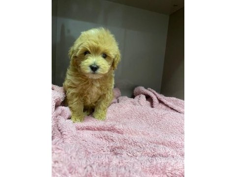 60 günlük toy maltipoo