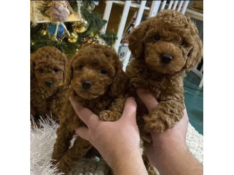 Kalite ve sağlığın ön planda olduğu toy poodle bebekler