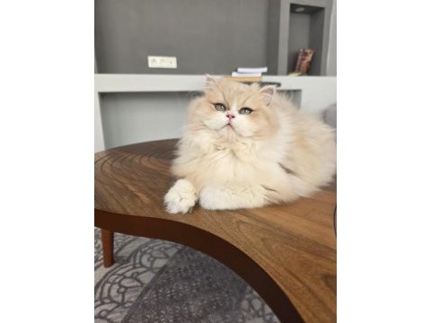British longhair kedilerim