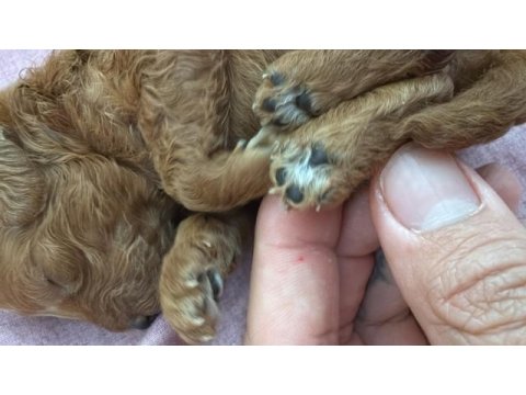 Orijinal toy poodle yavruları