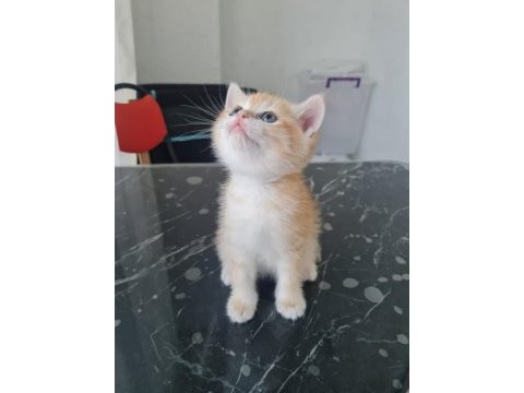 British shorthair ny11