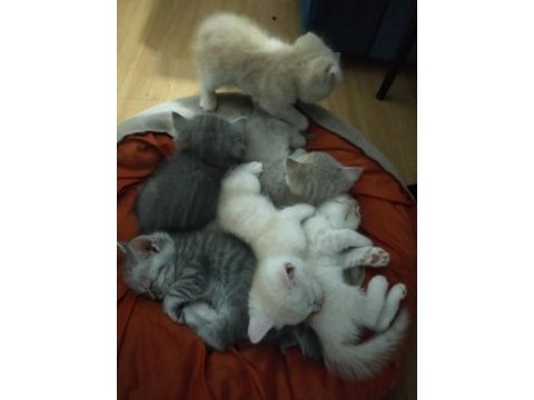 Scottish fold yavrular
