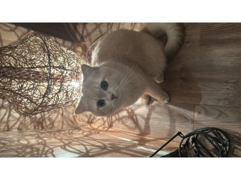British shorthair oğluma eş arıyoruz