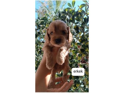 Toy poodle yavrularımız