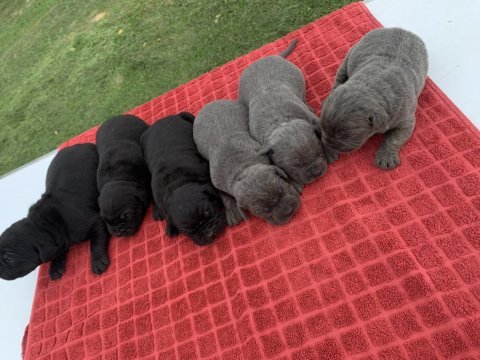Mükemmel cane corso
