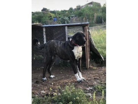 1eylul doğumlu yavrularımız mevcuttur kangal