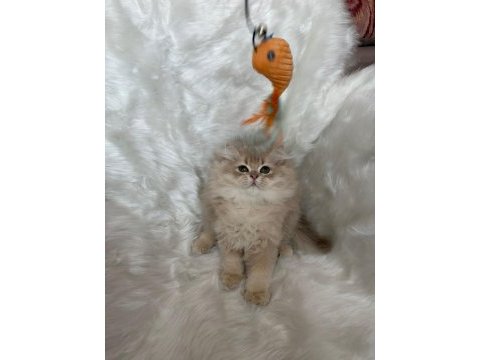Lilac golden erkek cy11 british longhair