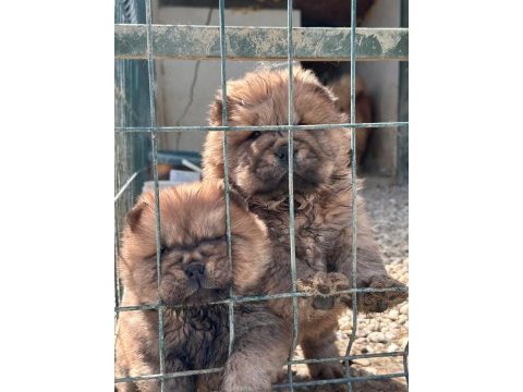 45 günlük saf ırk çin aslanı