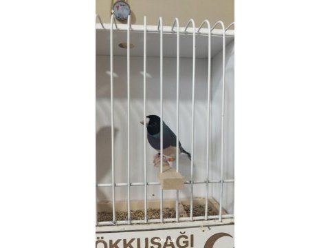 Mavi gökkuşağı ispinozu takım