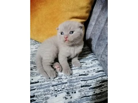 Kedi sahiplendirme scottish fold