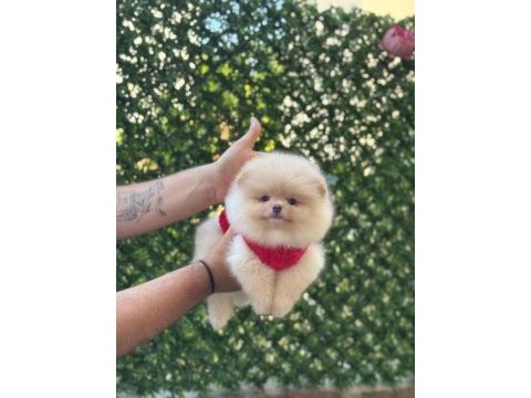 Irk ve sağlık garantili pomeranian boo köpeği