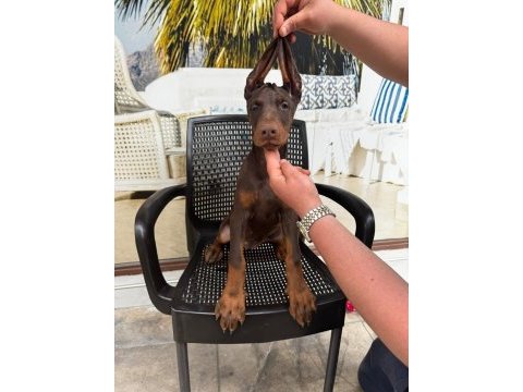 Kıng doberman yavrularımız hazırdır