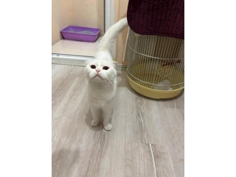 Scottish fold beyaz dişi