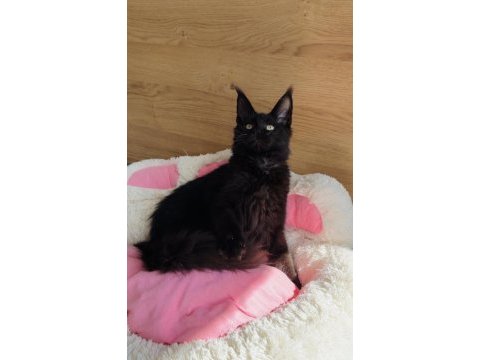 Özel sevenlere özel xxl maine coon 