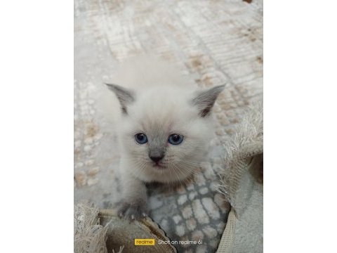 British shorthair blue point yavrular