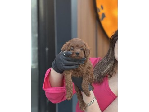 Ankaranın en güzel bebek köpekleri