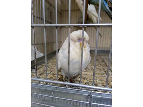 Üst düzey show jumbo muhabbet kuşlar