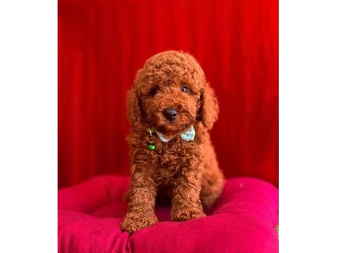 Red brown toy poodle bebekler