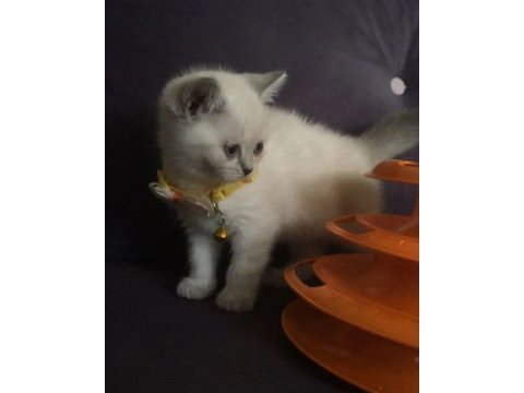 Yavru british shorthair kediler