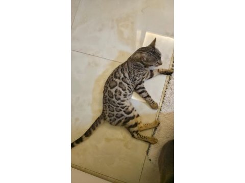 11-12 aylık sağlıklı bengal kedisi
