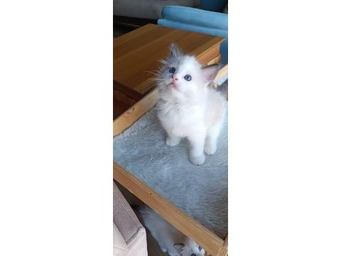 Asil karakterli full şecereli ragdoll yavrular