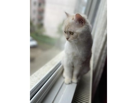 1.5 yaşında british longhair