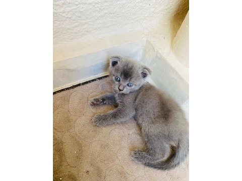 Son yavrumuz british shorthair