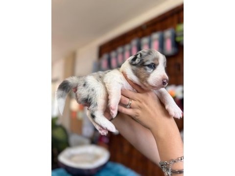 Tricolor merle border collie yavrularımız