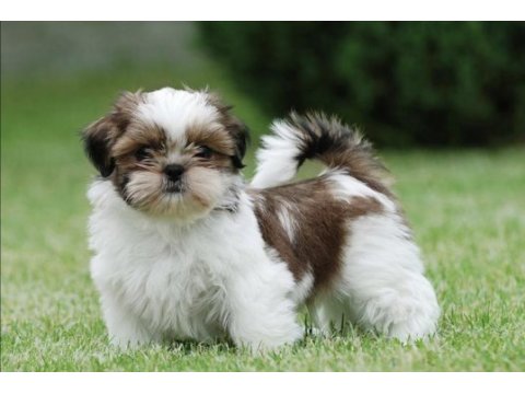 Şitzu shih tzu
