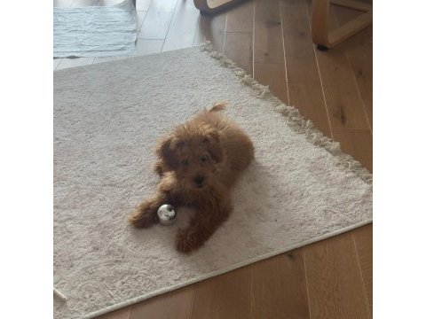 3 aylık toy poodle şecereli