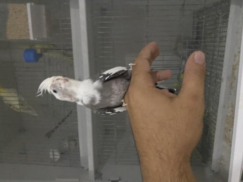 Yavru yetişkin dişi erkek damızlık sahiplendirilecek