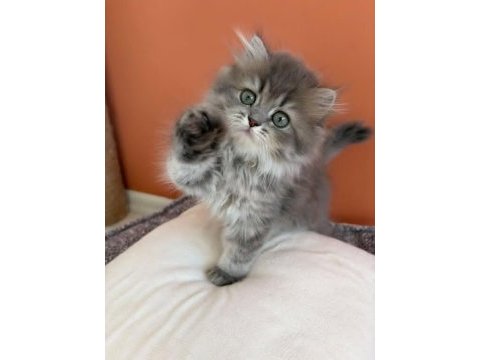 British longhair yavrumuz şecereli baba