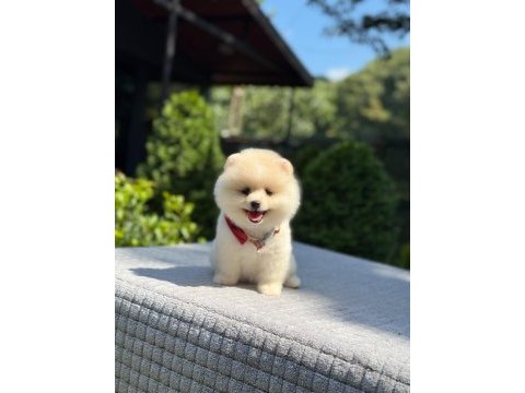 En tatlı pomeranian boo