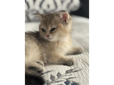 Golden renkte british shorthair 2 aylık bebekler