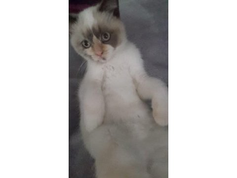 Kedim 4 aylıktır tuvalet eğitimi var