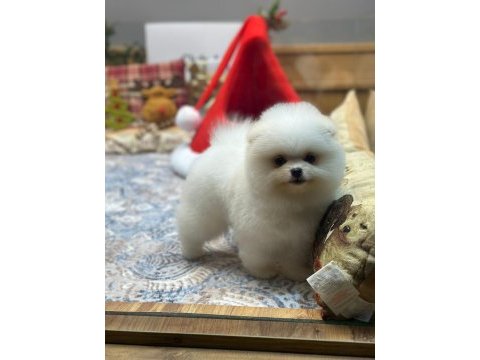 Oyuncak teddy pomeranian boo