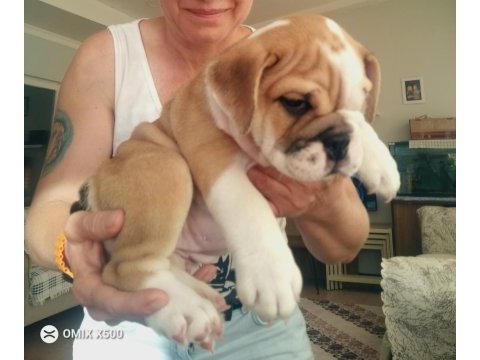 Mükemmel kalite ingiliz bulldog yarılarımız