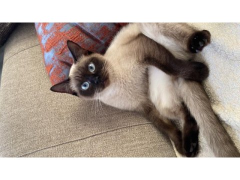 Siyam kedimiz kalıcı yuva arıyor
