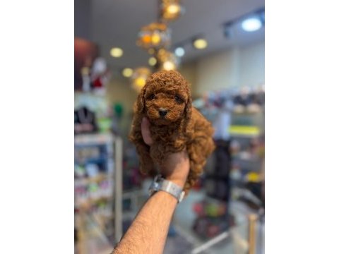 Toy poodle minikler