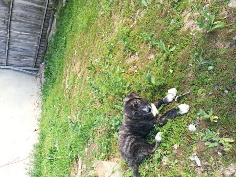 Kangal la presa canario kırması köpeğimiz