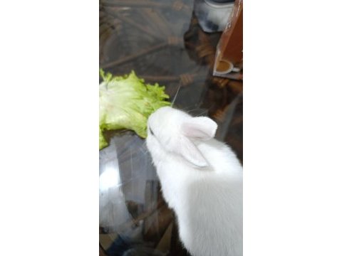 Bebek tavşanlar