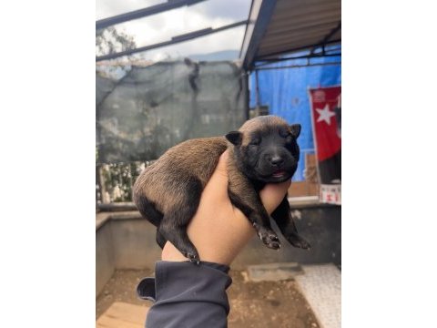 Safkan ırk garantili malinois köpekler
