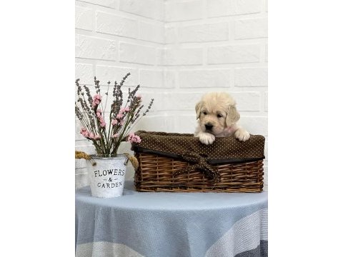 Golden retriever adrese teslim hizmetimiz vardır