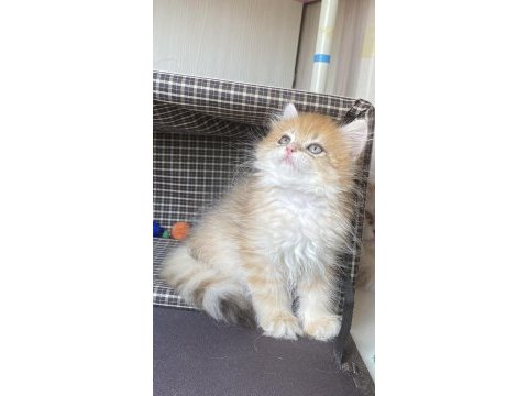 British longhair pamuk şekerler