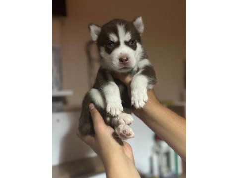 Harika masmavi göz husky yavrular